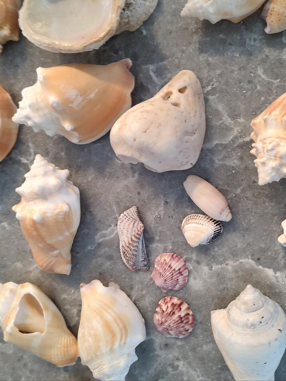 Unique Shells about 15 - Picture 6 of 11